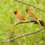 26081415d3cc3e86ad293aef3f6a3258