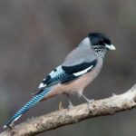 VOWTEuaH-seCVvx1zb5FVmrGcHuoSNCg9OWo7ik6mwaPxpxizo6hlETELuvg8Ok4rt13kCBZ5_X-HmkX7iyR19yGaEVaimdxXQfgRon_Rgw